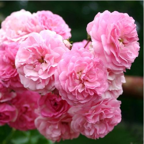 Vendita, rose rose rambler - rosa - Rosa Minnehaha - rosa mediamente profumata - Michael H. Walsh - Una piena fioritura di questa pianta coltivata offre uno spettacolo mozzafiato.
